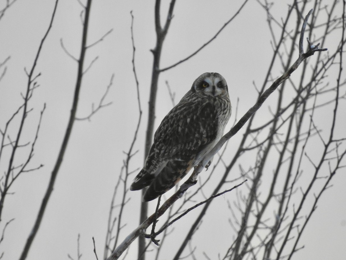 Short-eared Owl - ML517656251