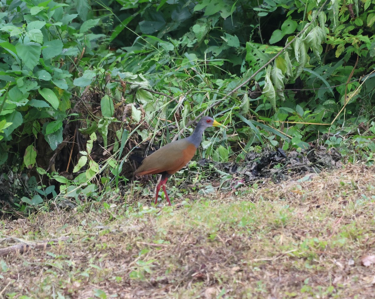 Gray-cowled Wood-Rail - Jorge Alcalá