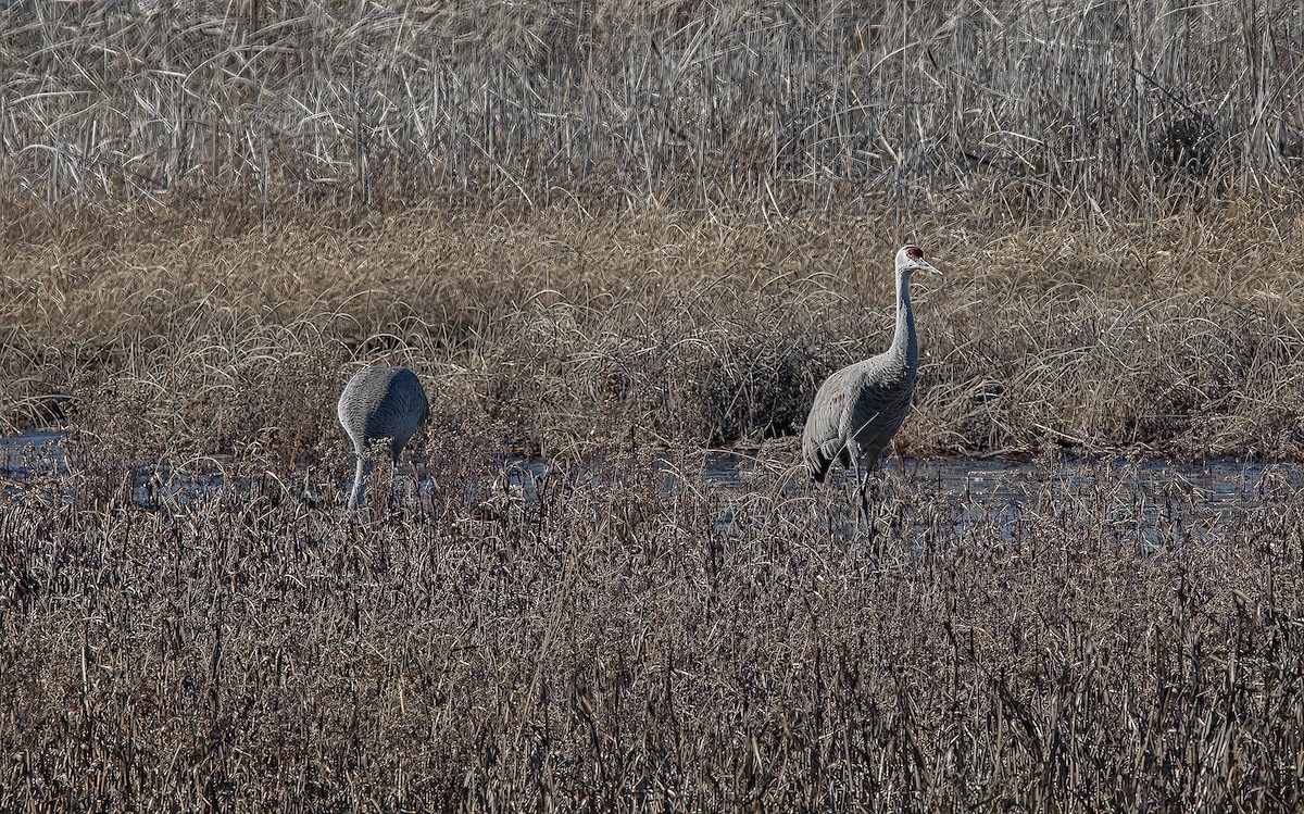 Sandhill Crane - ML517656511