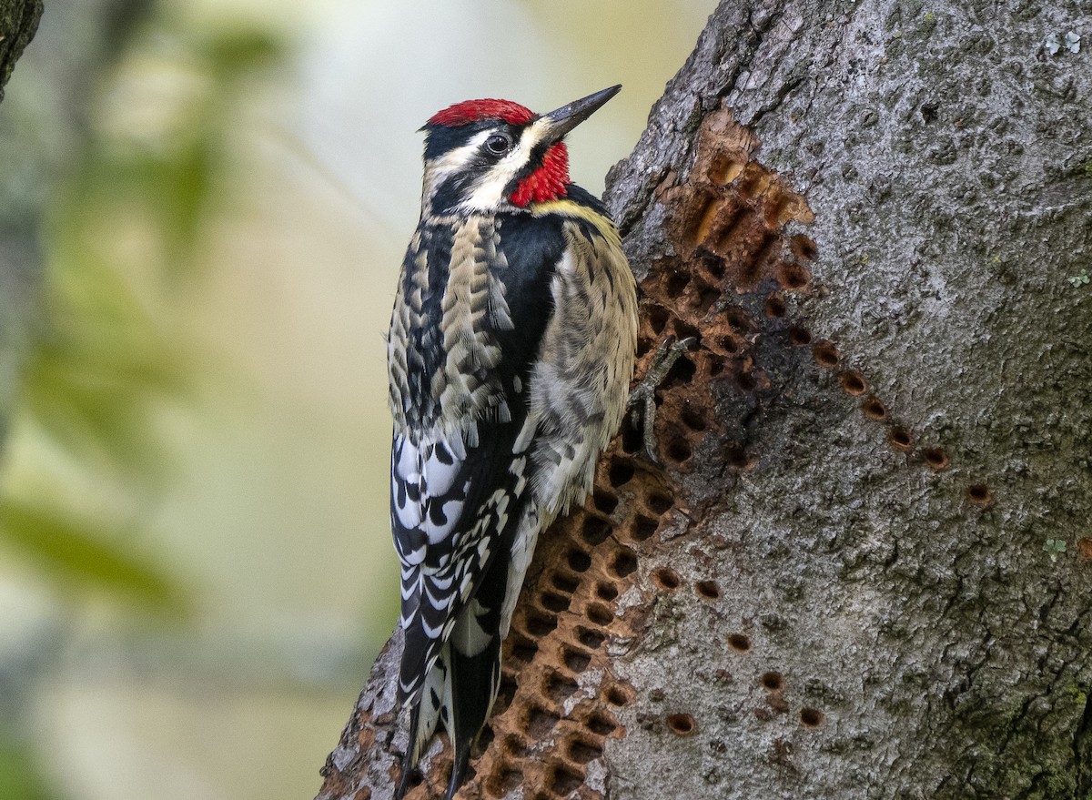 Yellow-bellied Sapsucker - ML517657021