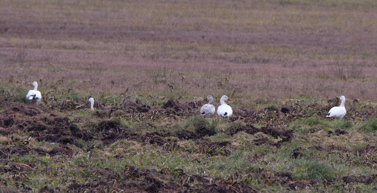 Snow Goose - ML517657251