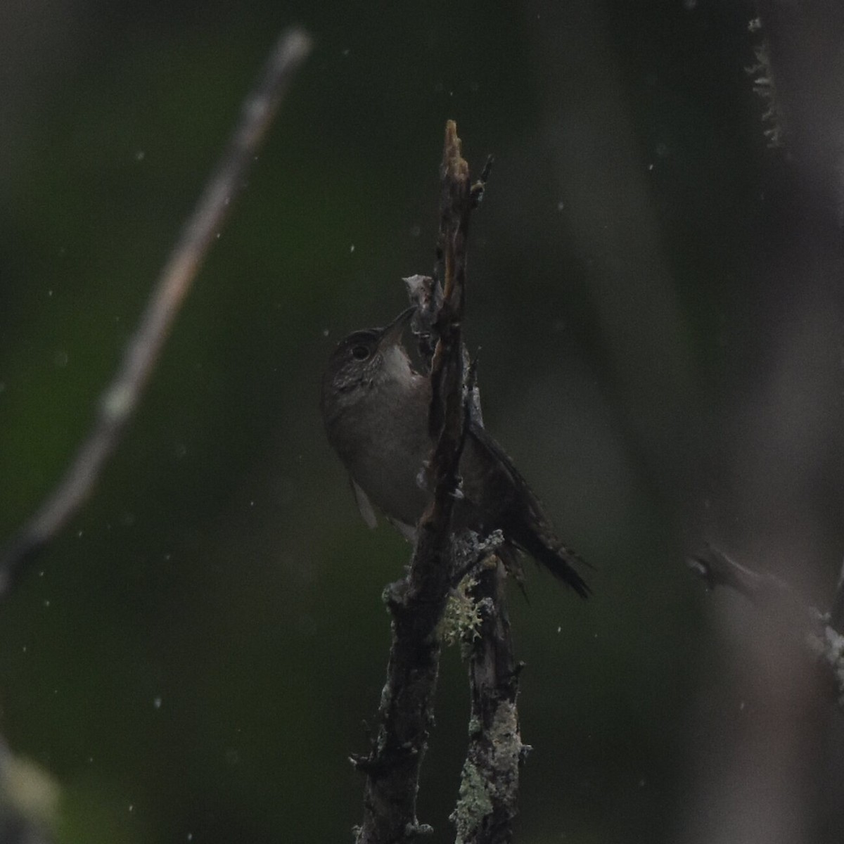 Northern House Wren - ML517657391