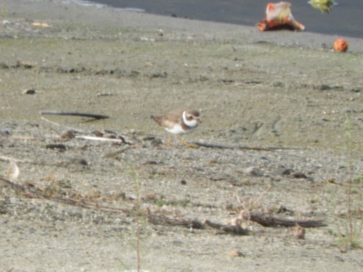 Semipalmated Plover - ML517657521