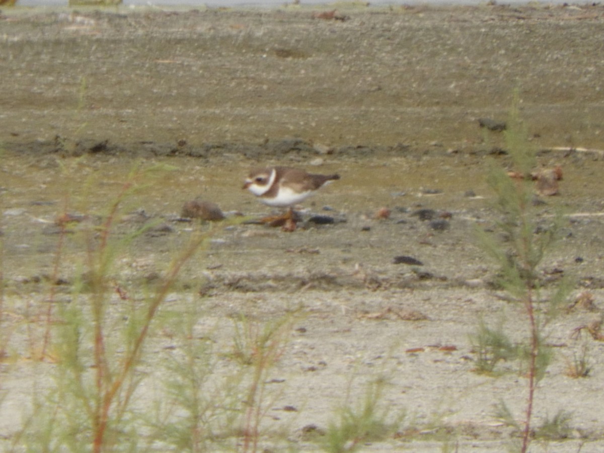 Semipalmated Plover - ML517657591