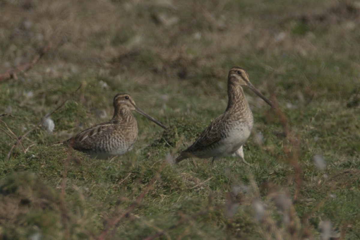 Wilson's Snipe - Brian McKay
