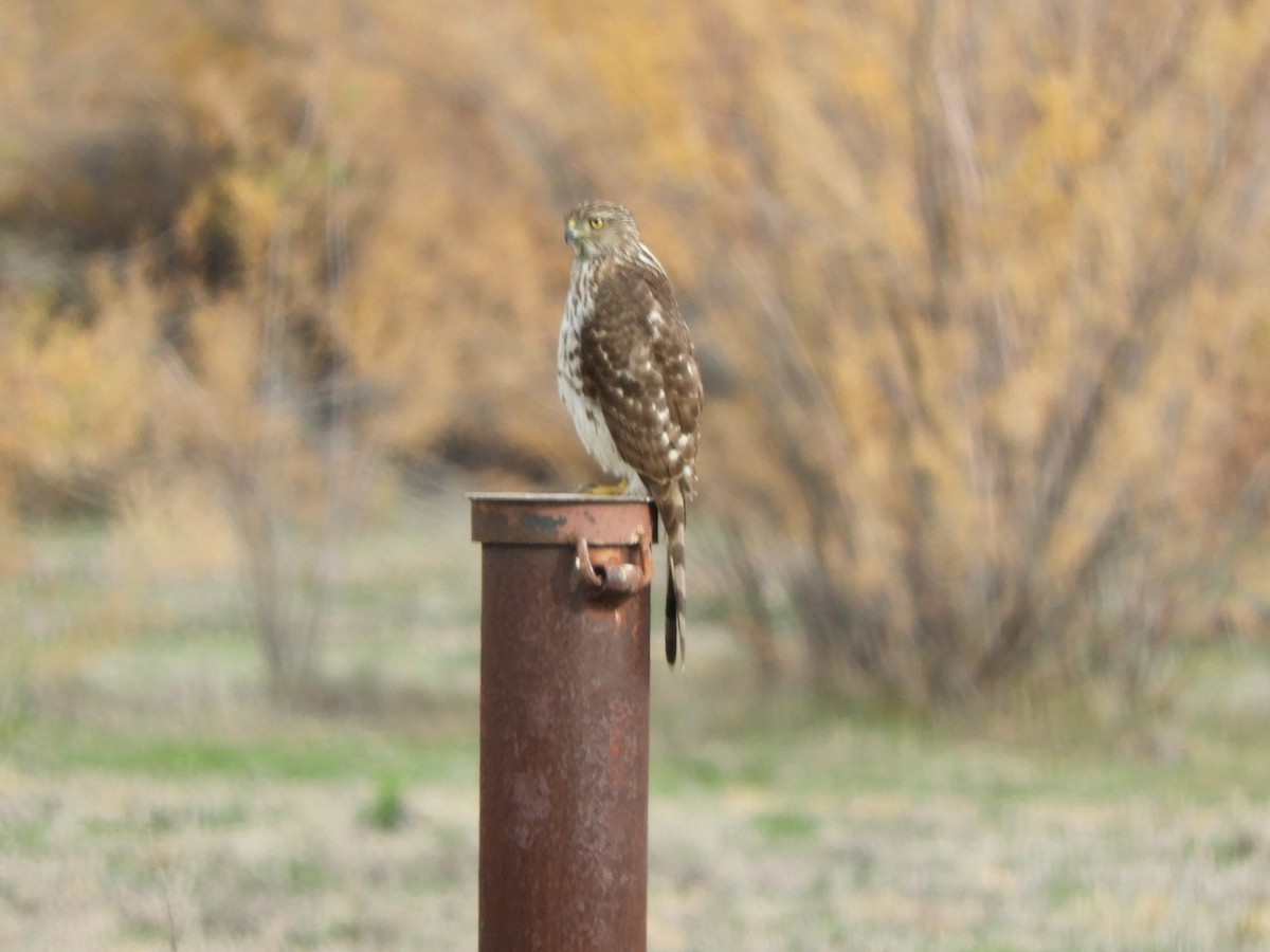 Cooper's Hawk - ML517658111