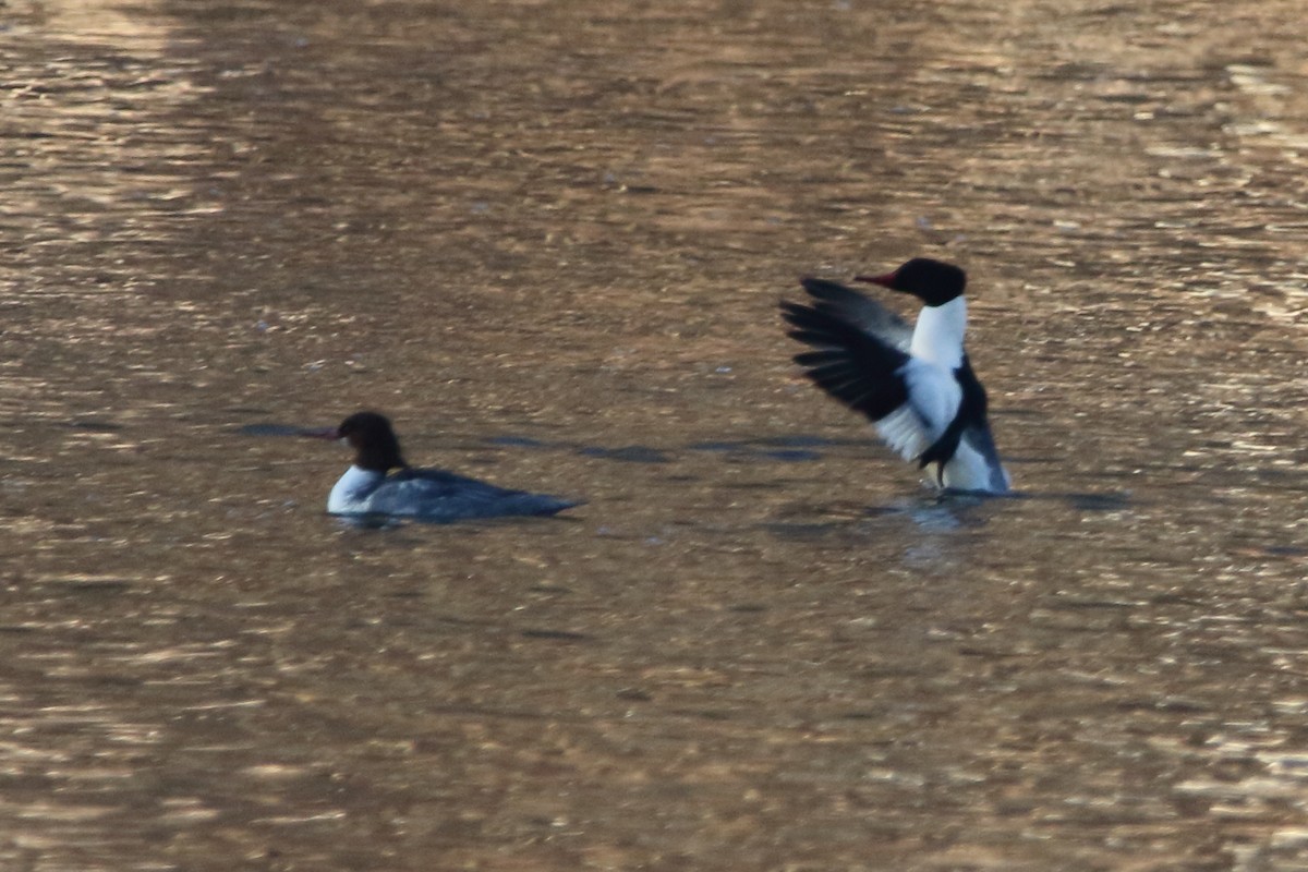 morčák velký - ML517658581