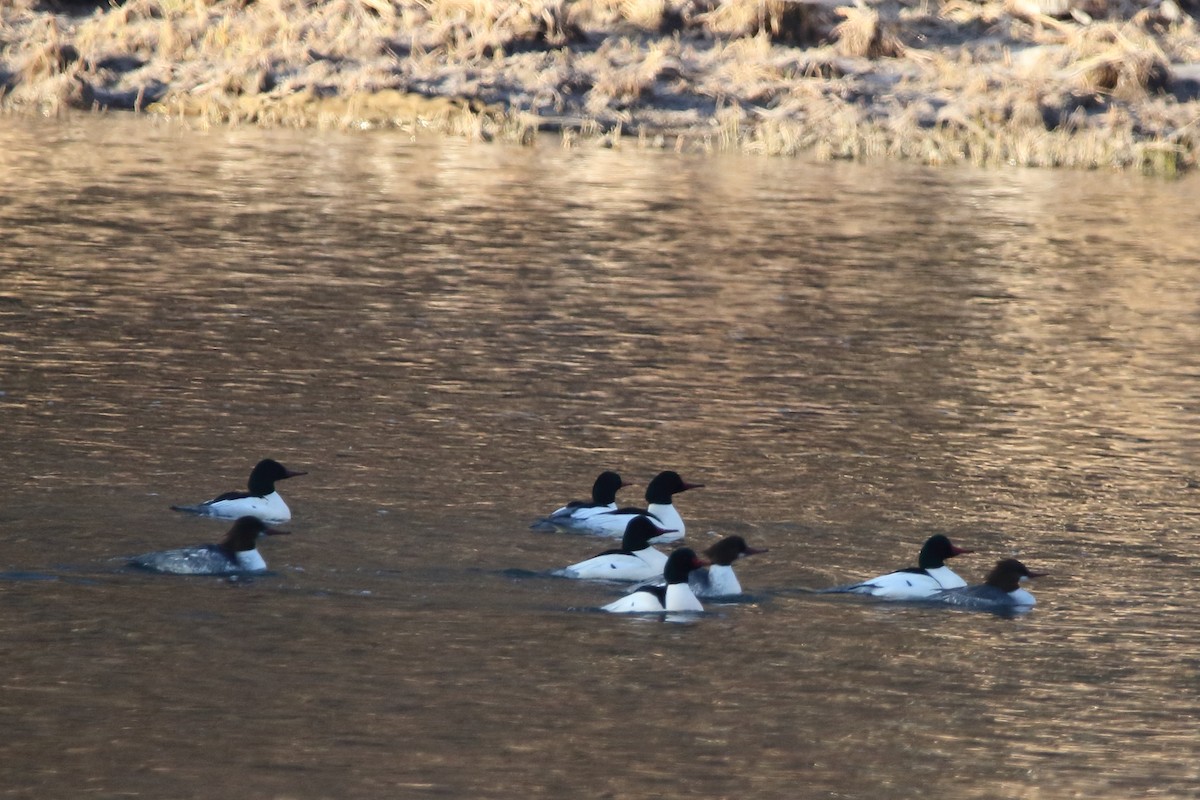 morčák velký - ML517658601