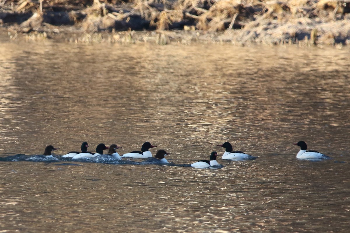 morčák velký - ML517658611