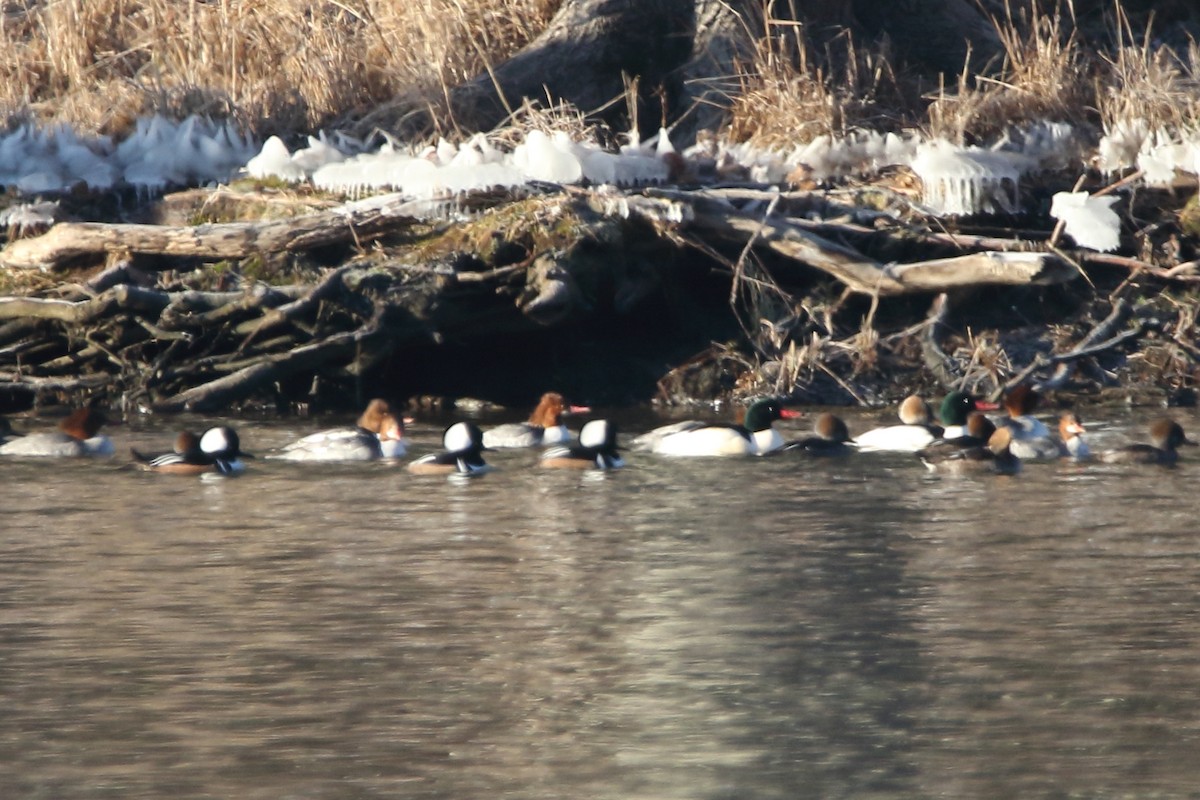 morčák chocholatý - ML517659721