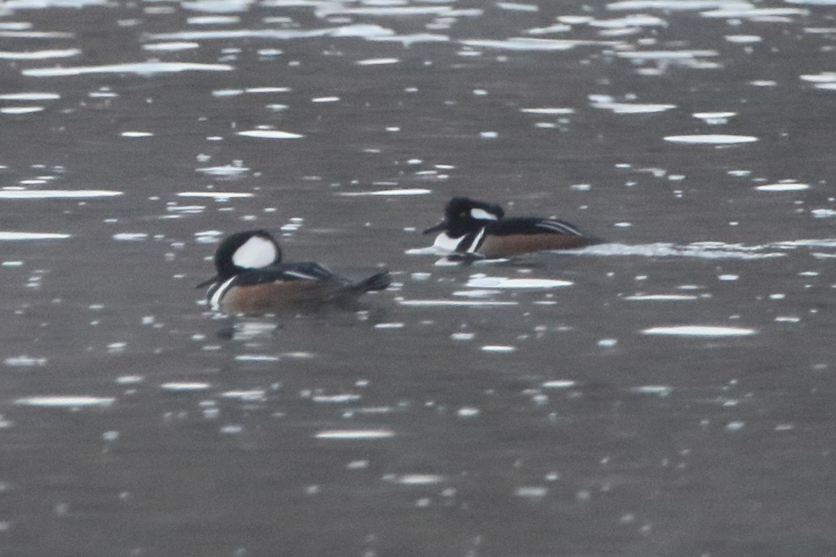 morčák chocholatý - ML517659731