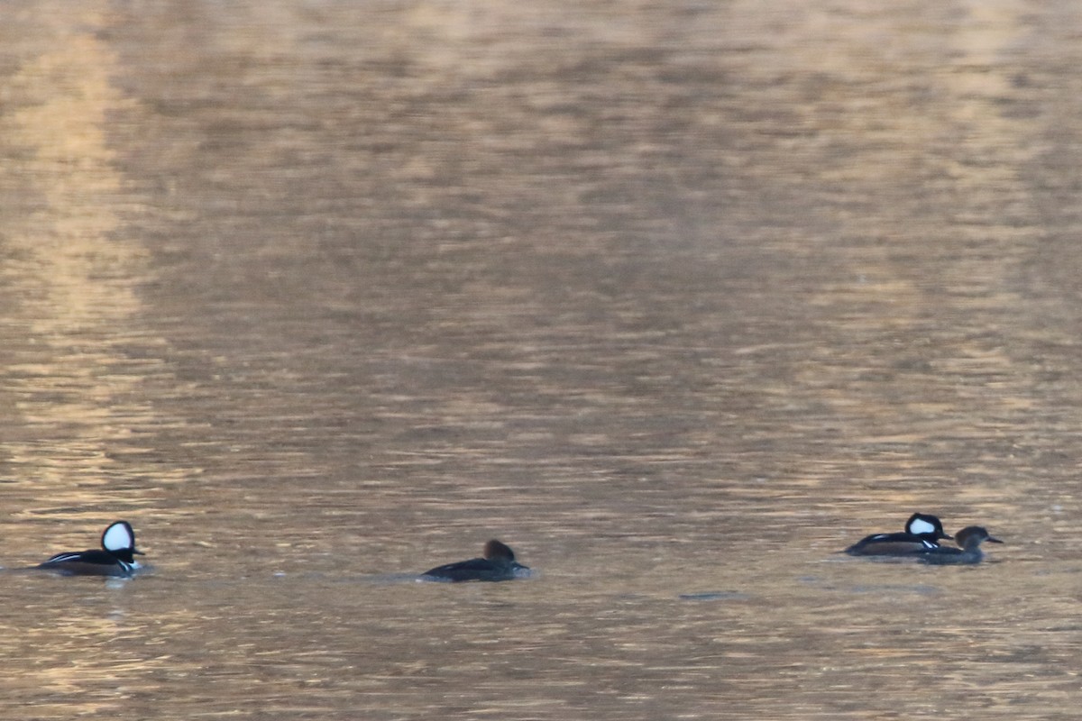 morčák chocholatý - ML517659741