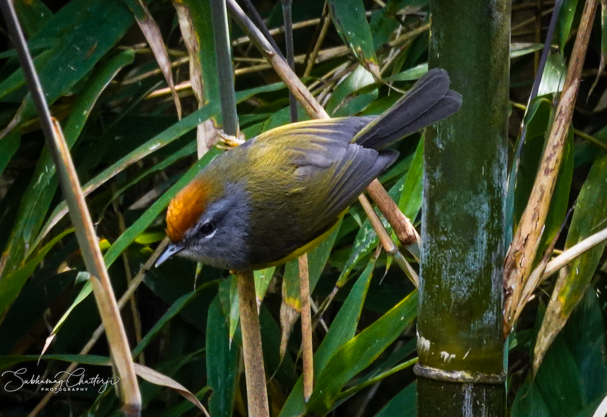 Broad-billed Warbler - ML517664681