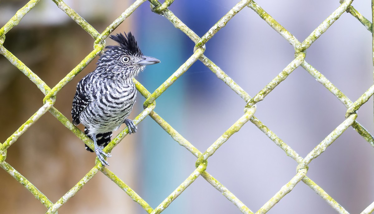 Barred Antshrike (Barred) - ML517664771