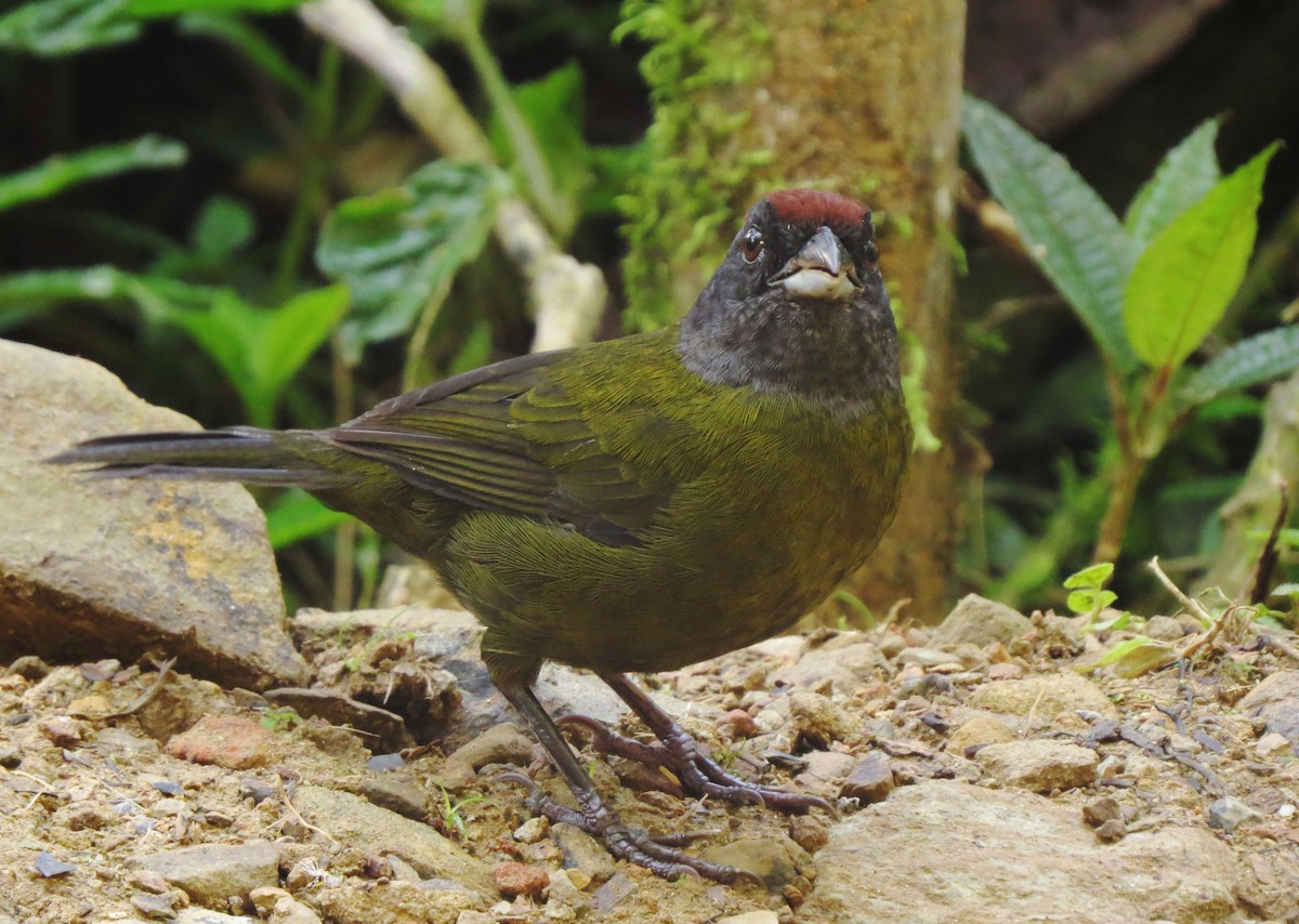 Olive Finch - ML517665041