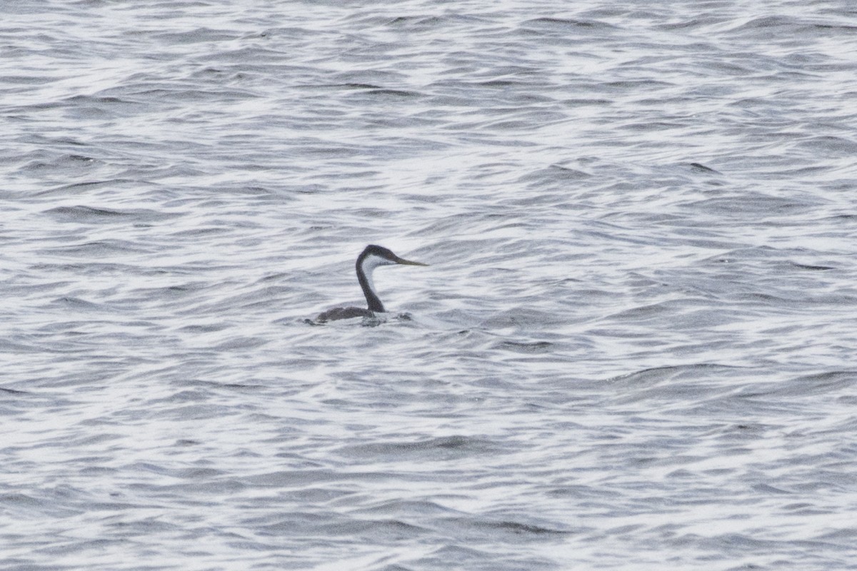 Western Grebe - ML517667031