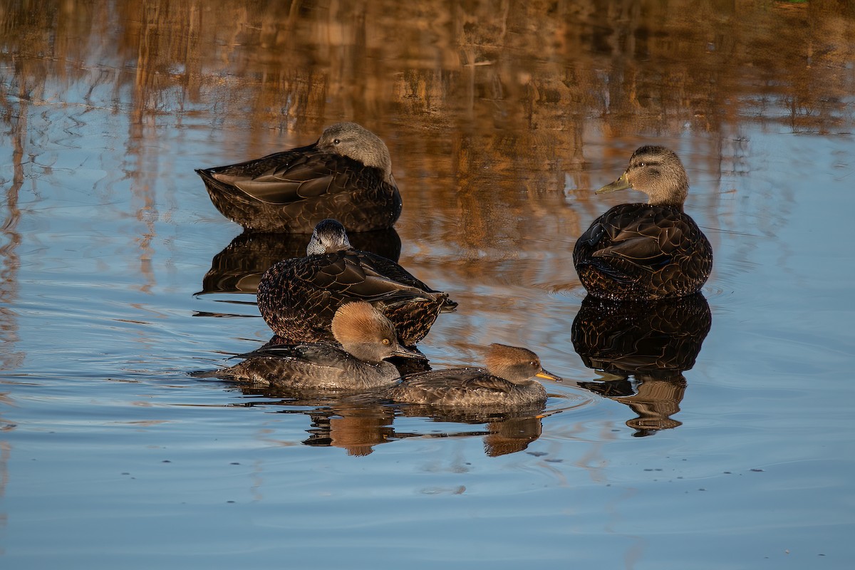 Hooded Merganser - ML517667771