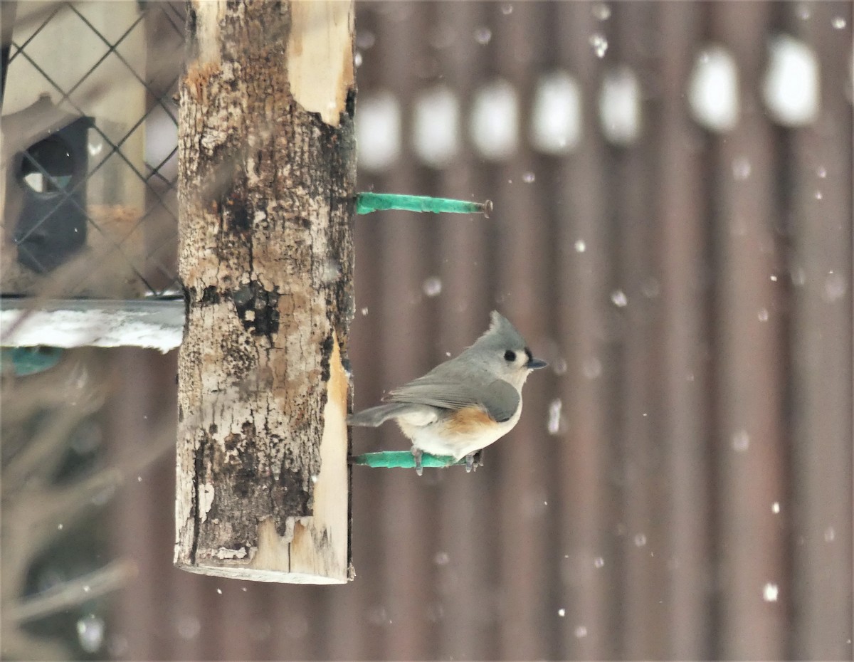 Tufted Titmouse - ML517668971