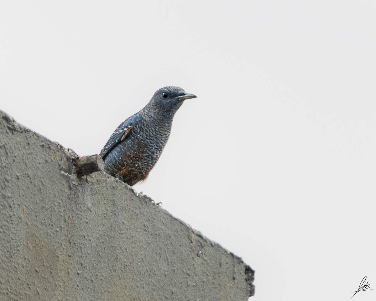צוקית בודדת - ML517669441