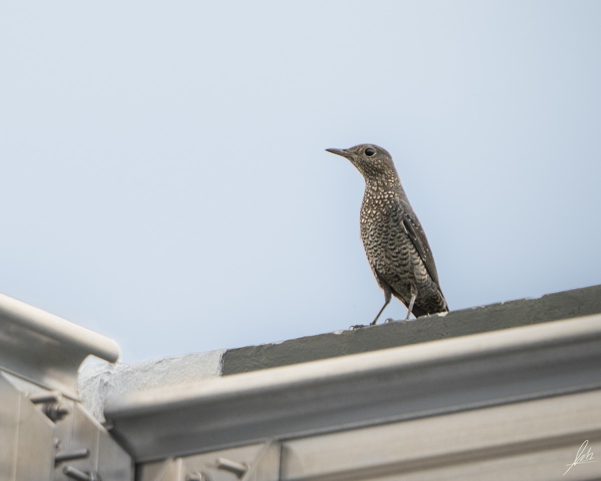 צוקית בודדת - ML517669451