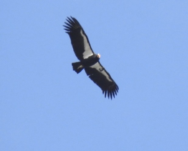 California Condor - ML517669621