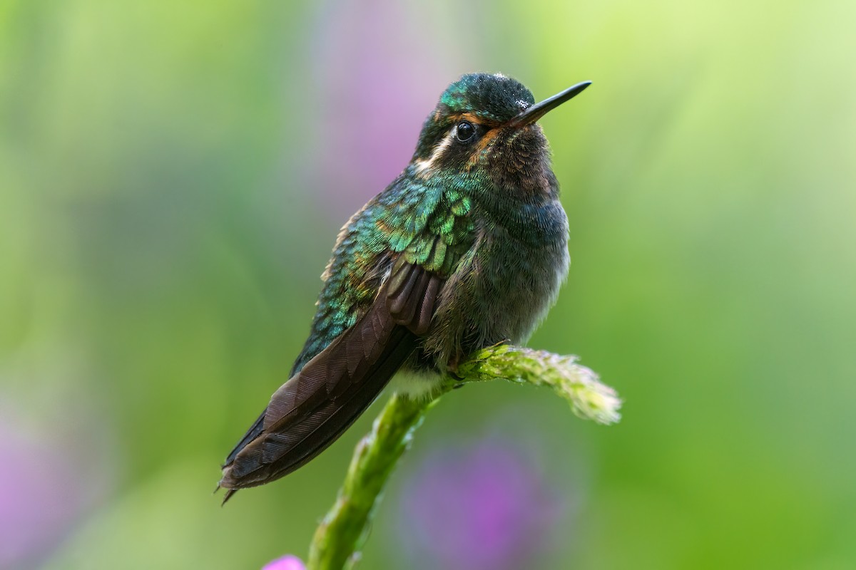 Colibri à gorge pourprée - ML517669941