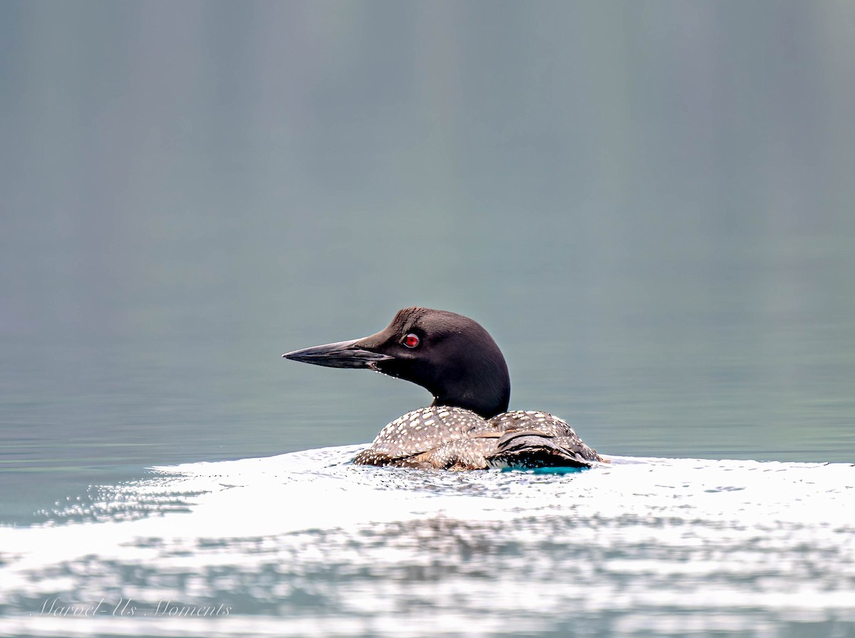 Common Loon - emily Kosik