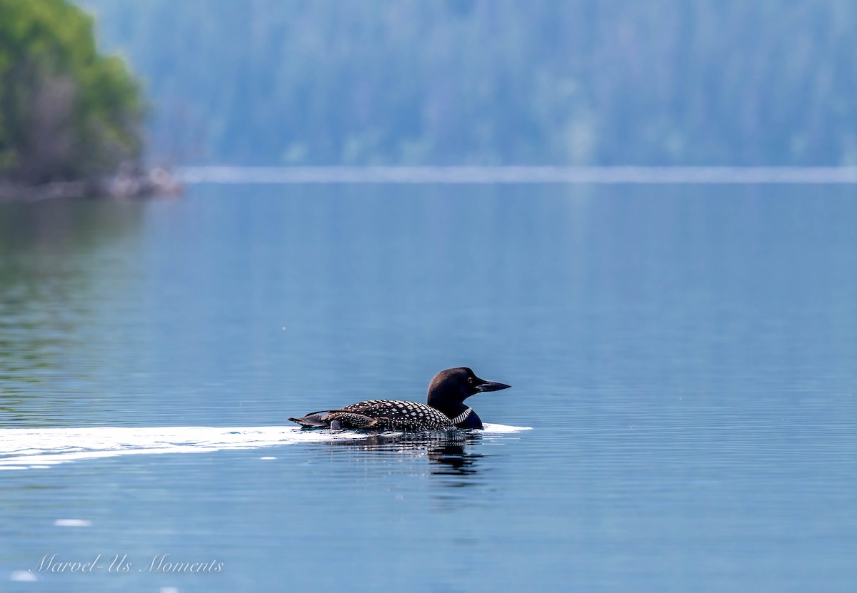 Plongeon huard - ML517672301