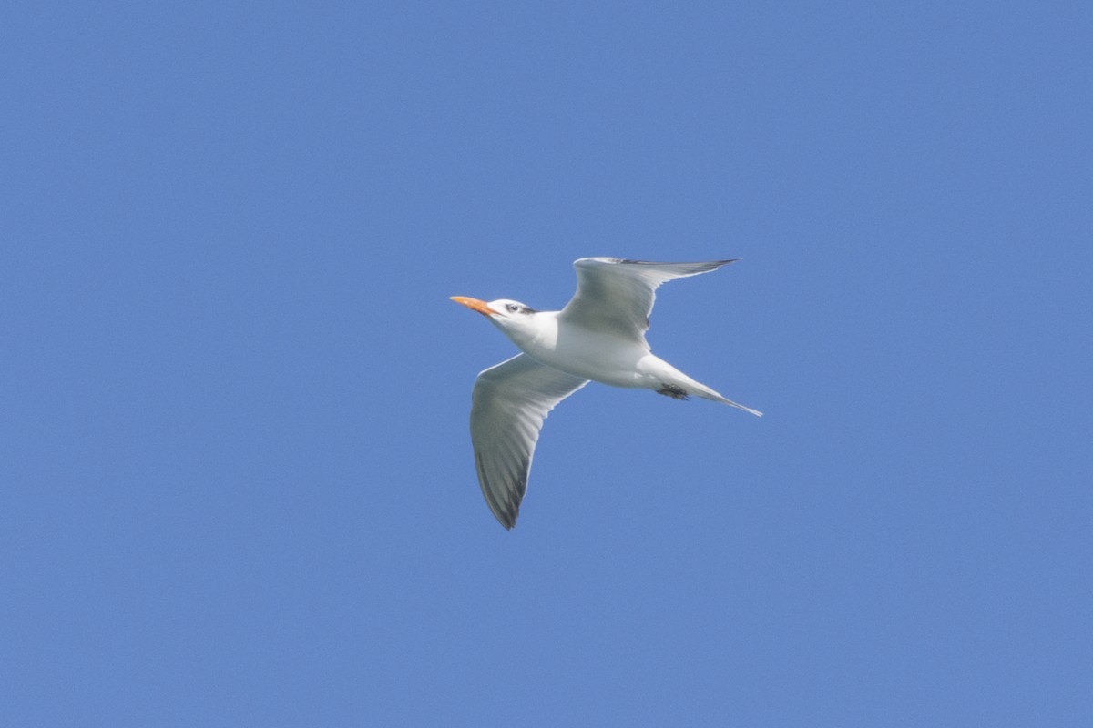 Royal Tern - Peter Sproule