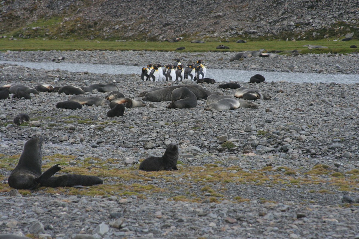 King Penguin - ML517673071