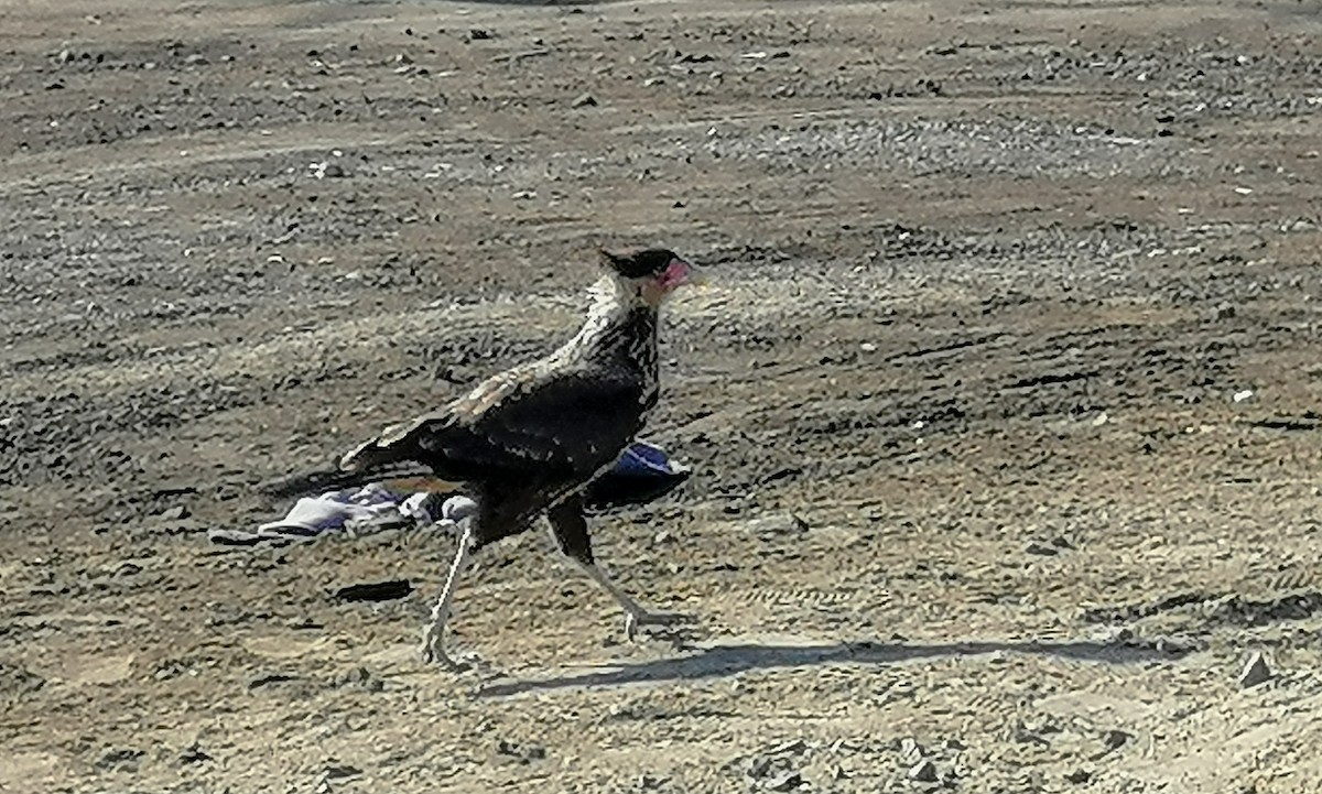 Crested Caracara - Camilo Ortiz Trujillo