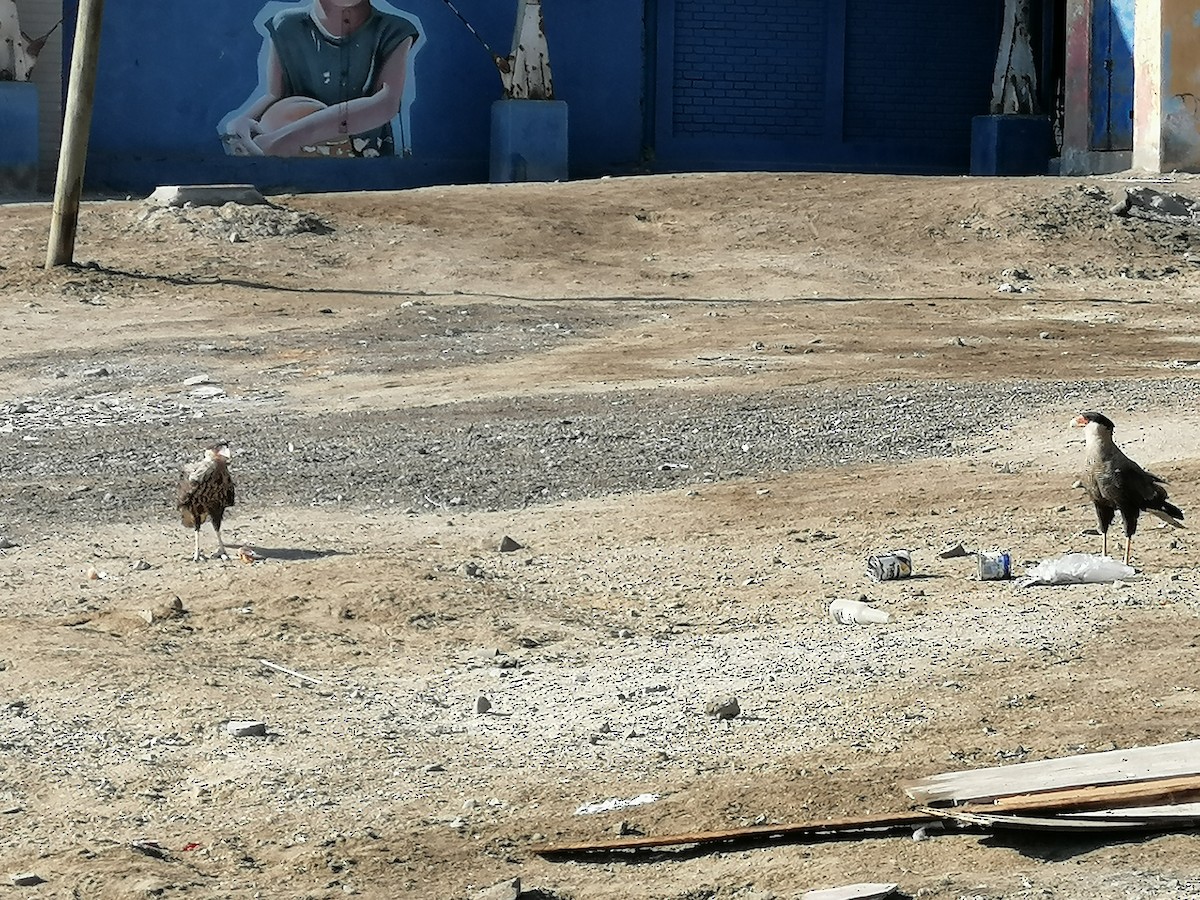 Crested Caracara - Camilo Ortiz Trujillo