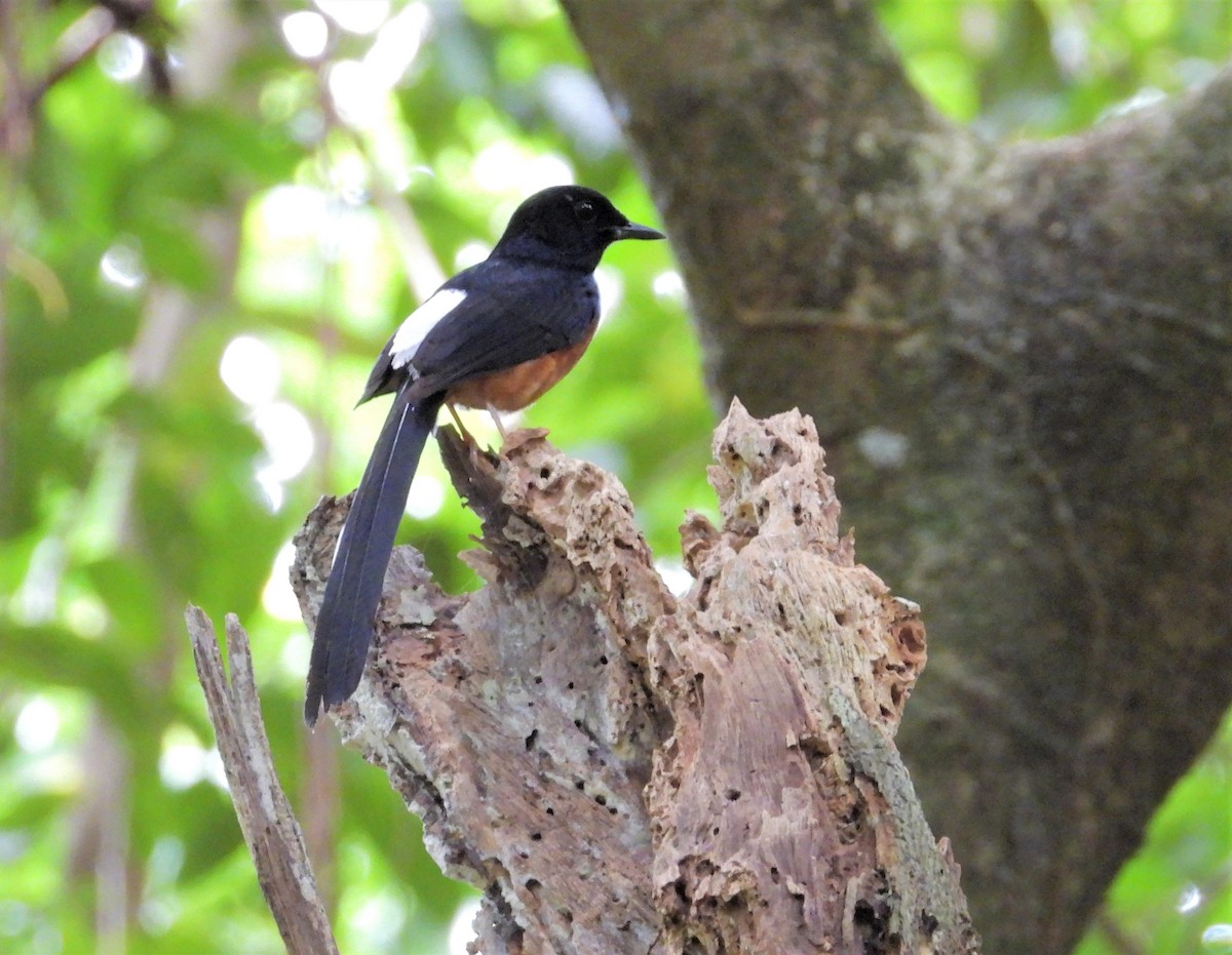 White-rumped Shama - ML517674501