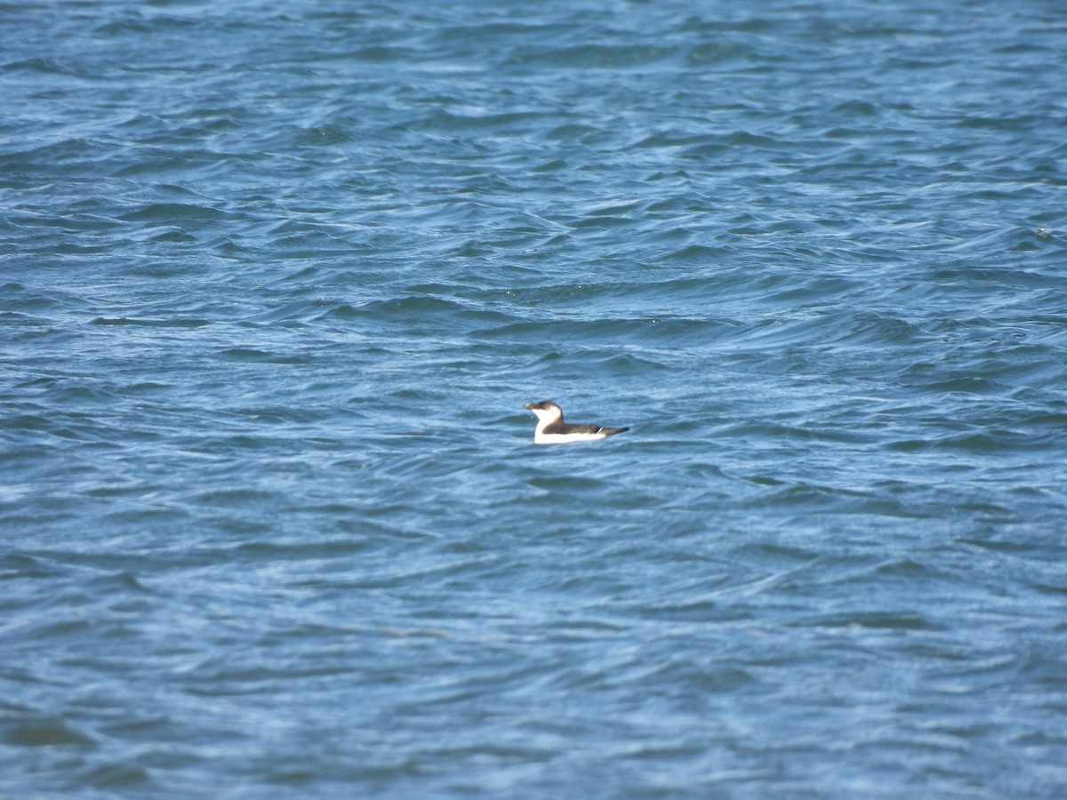 Razorbill - ML517674651