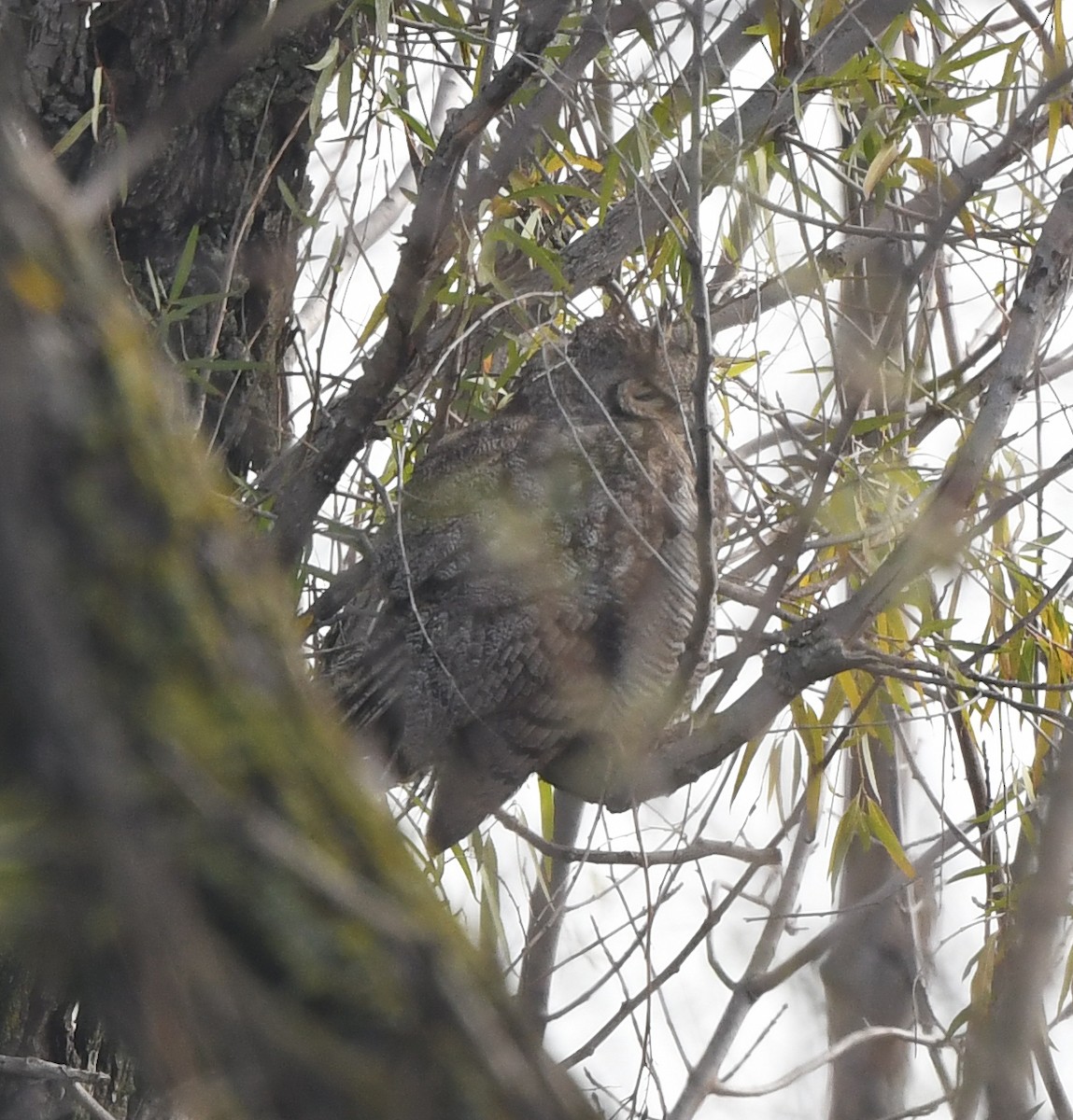 Great Horned Owl - ML517674851