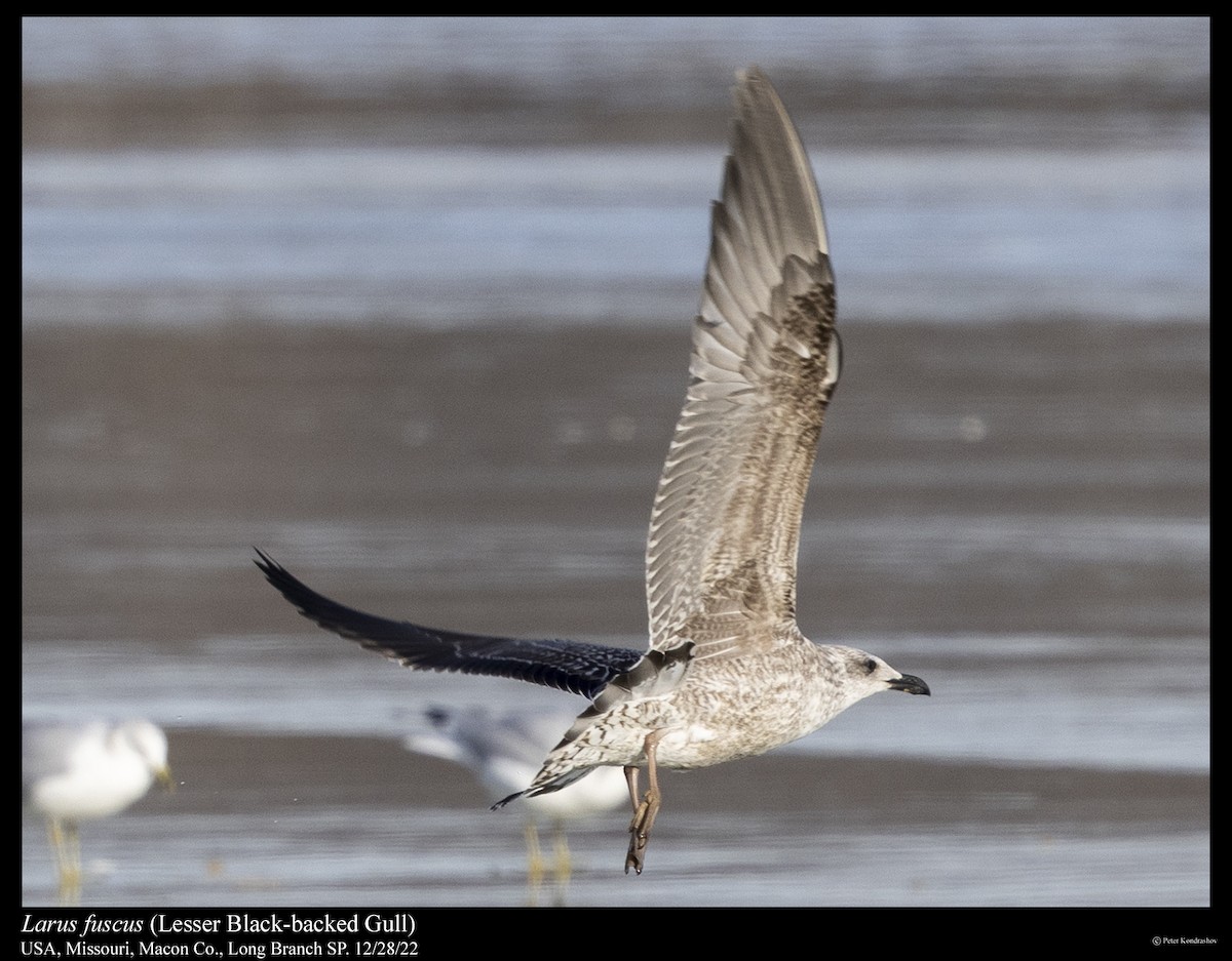 Lesser Black-backed Gull - Peter Kondrashov