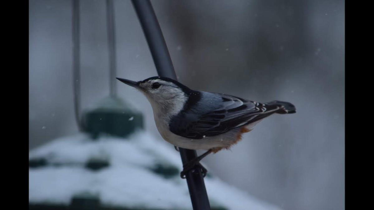 White-breasted Nuthatch - Lyndon Yoder