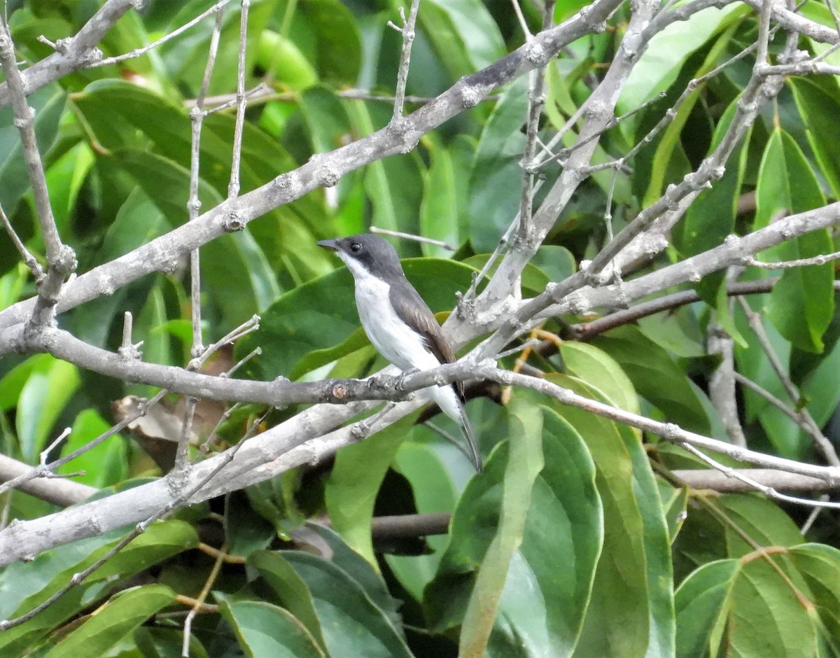 Black-winged Flycatcher-shrike - ML517676571