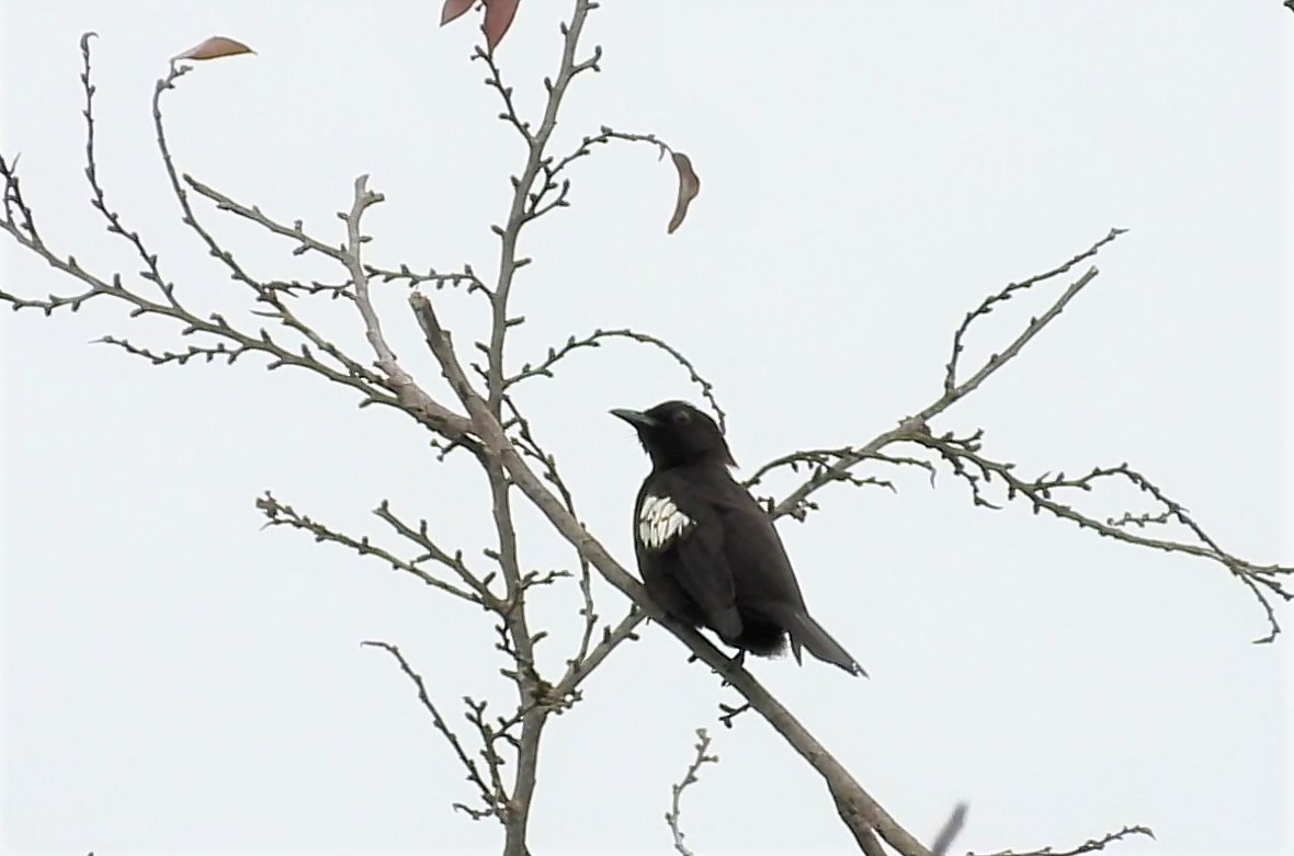 Black-and-white Bulbul - ML517676661