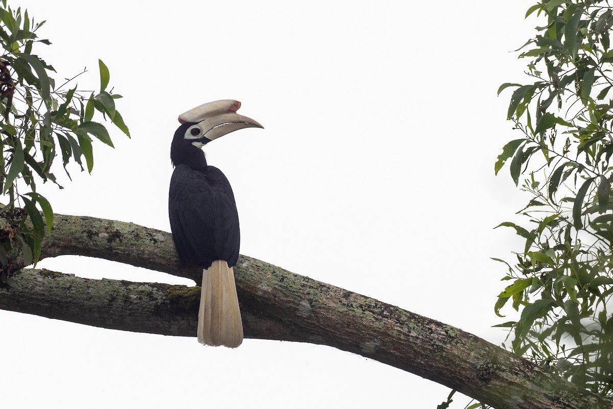 Palawan Hornbill - Forest Botial-Jarvis