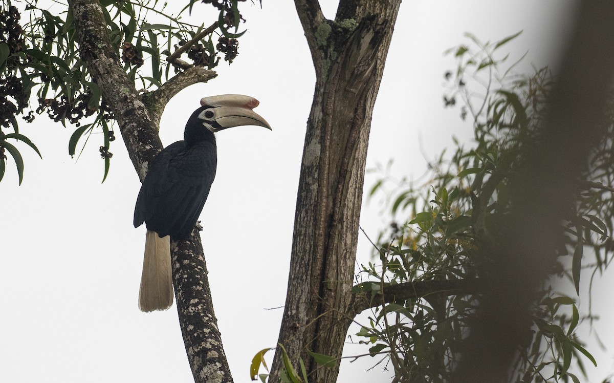 Palawan Hornbill - Forest Botial-Jarvis