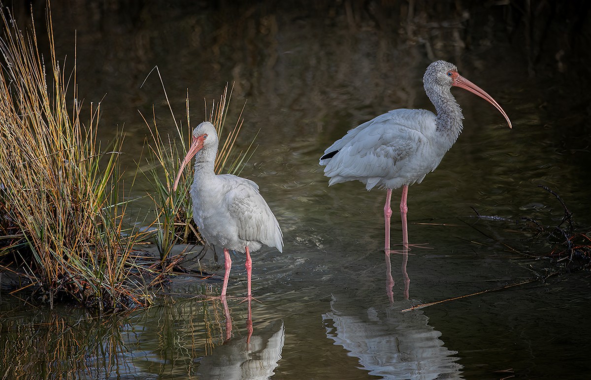 White Ibis - ML517676811