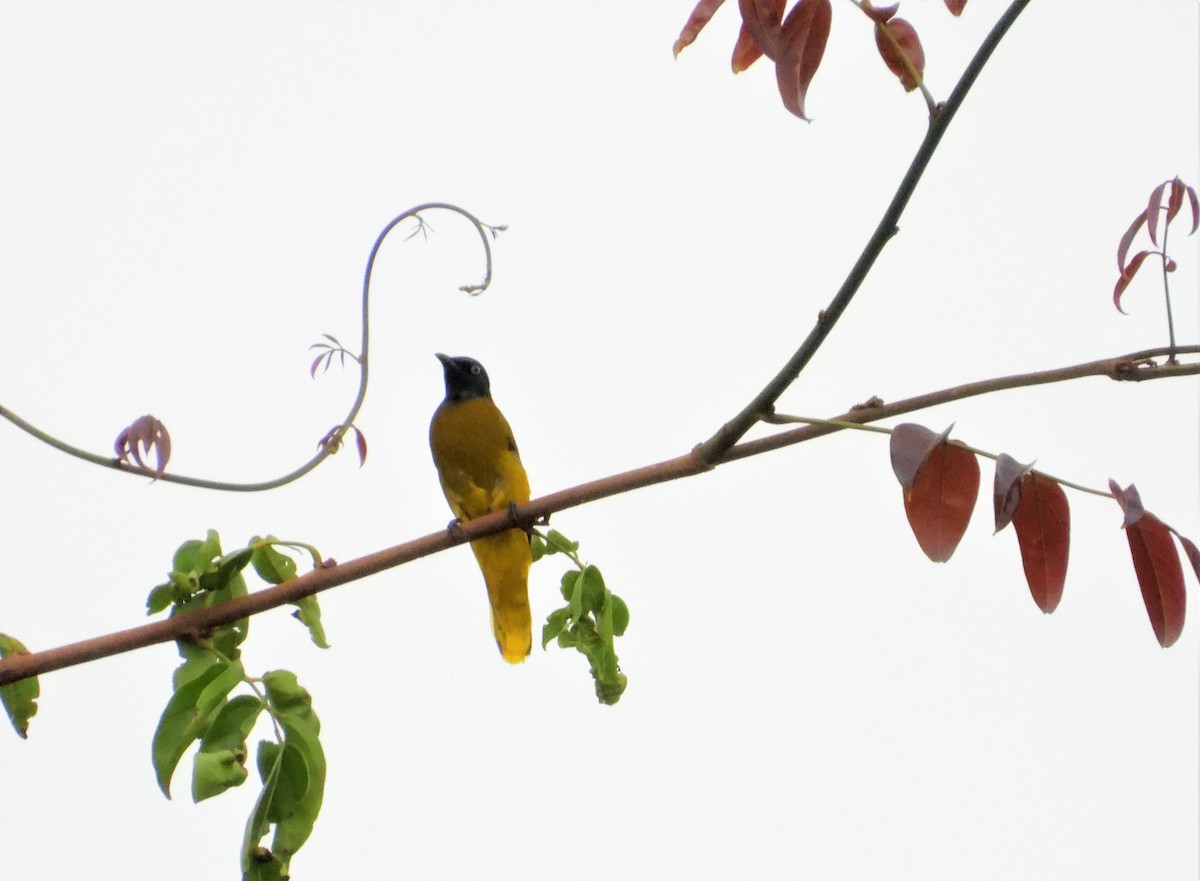 Black-headed Bulbul - ML517676821