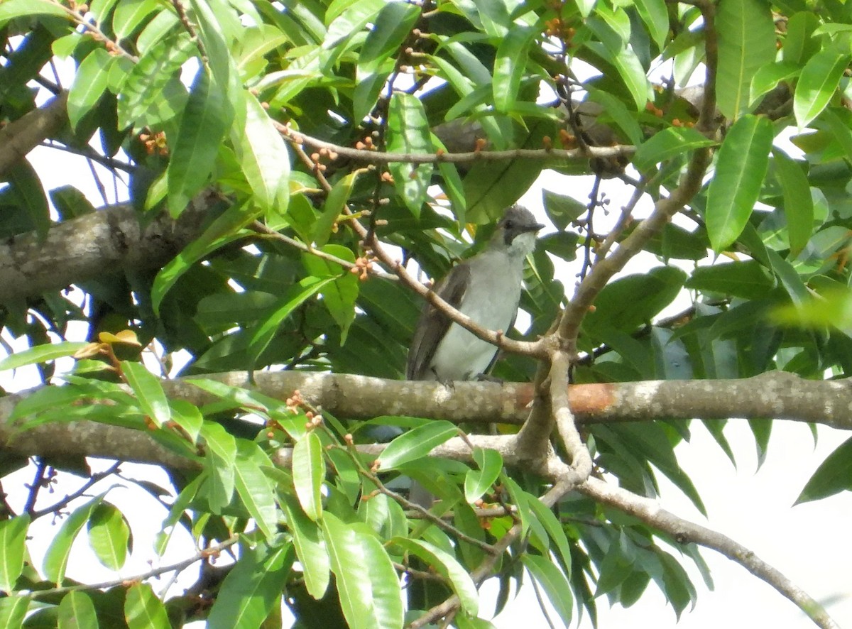 Cinereous Bulbul - ML517676861