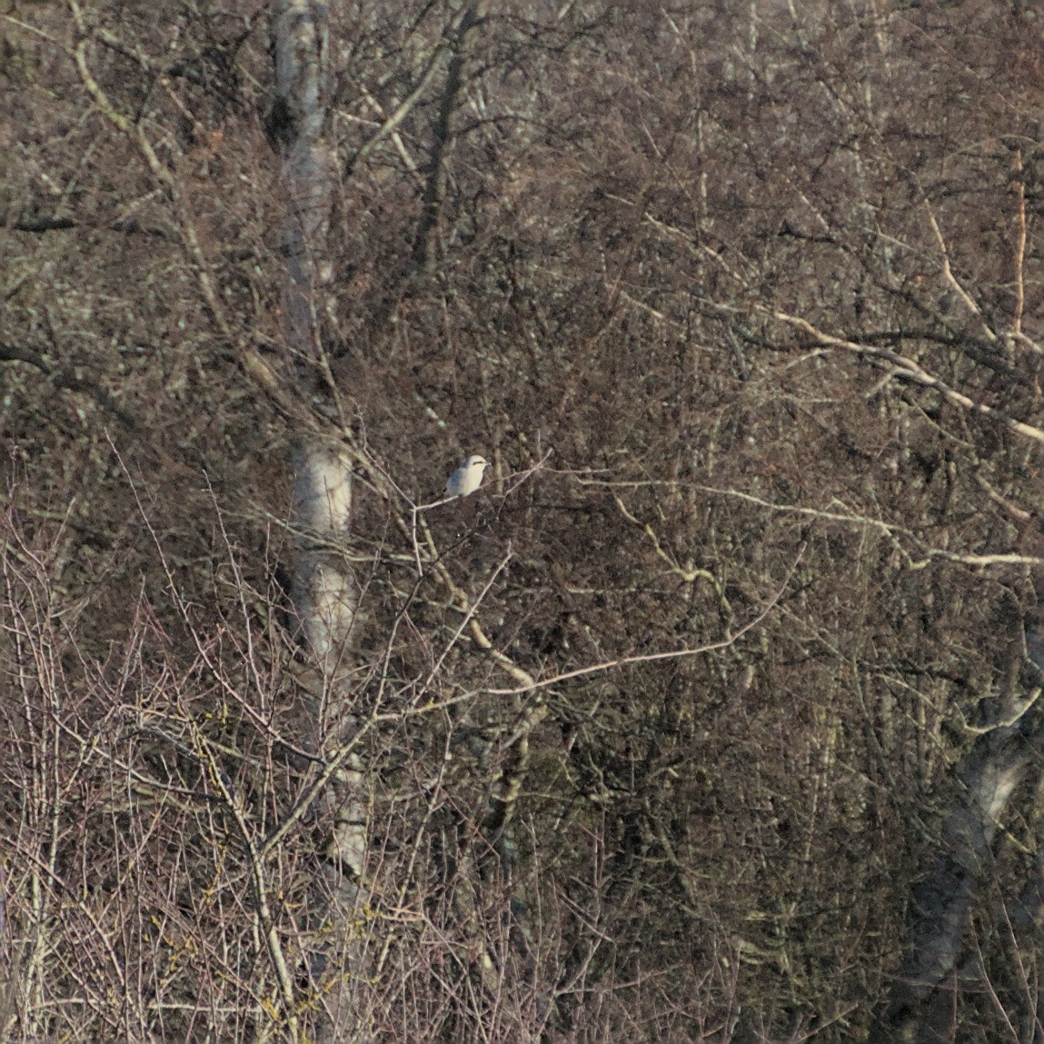 Northern Shrike - ML517677841
