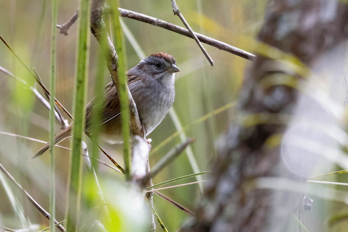Swamp Sparrow - ML517679201