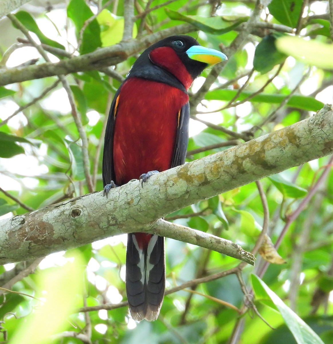 Black-and-red Broadbill - ML517680161
