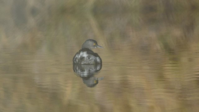 Least Grebe - ML517682251