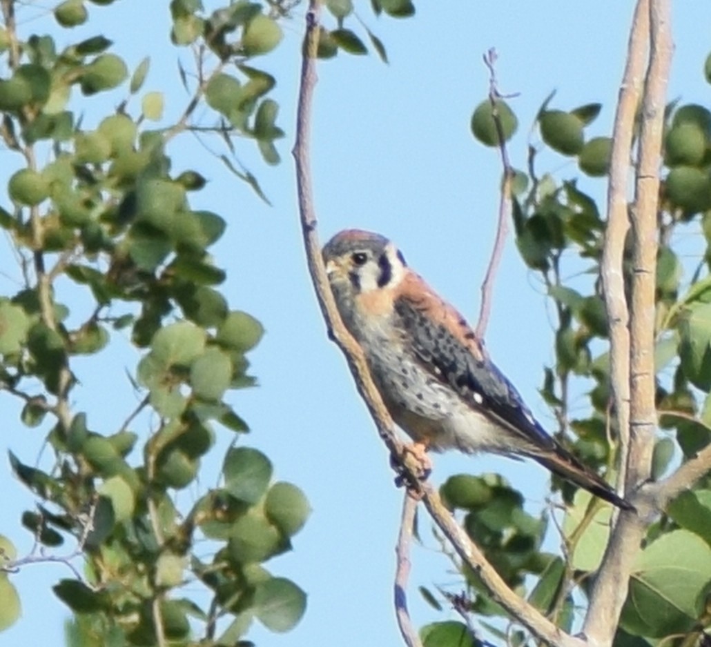 American Kestrel - Richard Buist