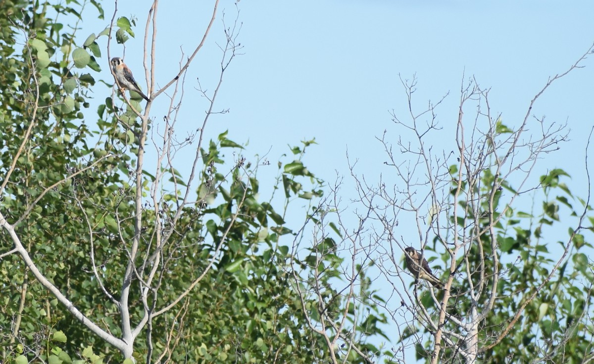 American Kestrel - Richard Buist